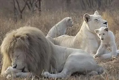 animales