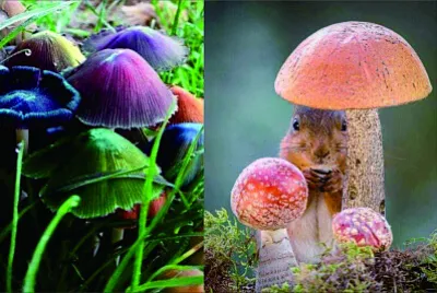菇類