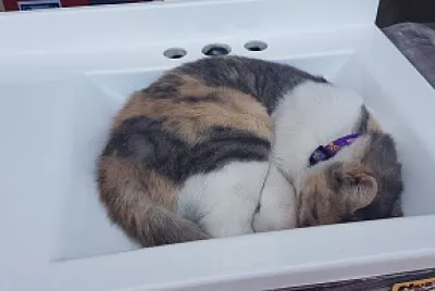 פאזל של gato lavamanos