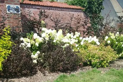 Massif de fleurs au Touquet jigsaw puzzle