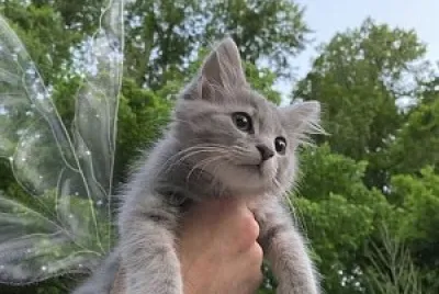 gatinho