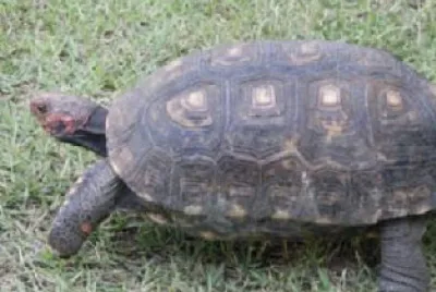 Jabuti