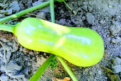 פאזל של calabaza