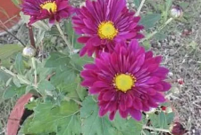 Flores