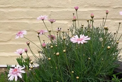 Flores