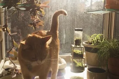 gatinho no sol jigsaw puzzle