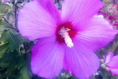 פאזל של FLOWERS