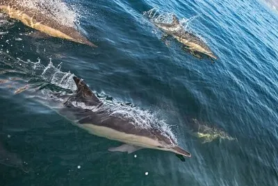 Animais aquáticos