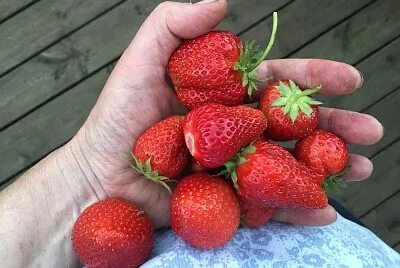 Strawberries in hand