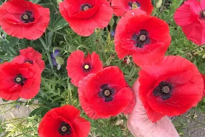 Red Poppies