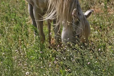 cheval pré