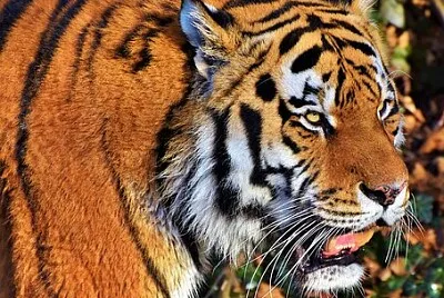 Imagem jigsaw puzzle
