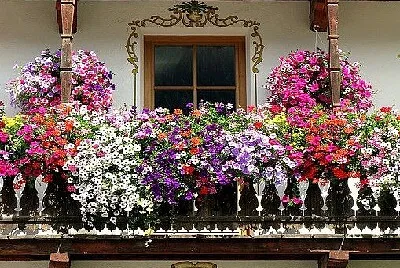 Balcones floridos