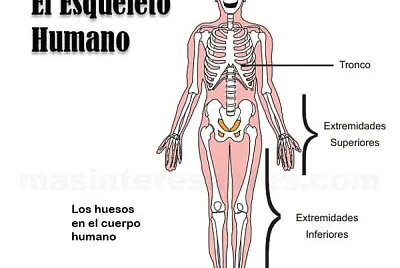 Arma el rompecabezas