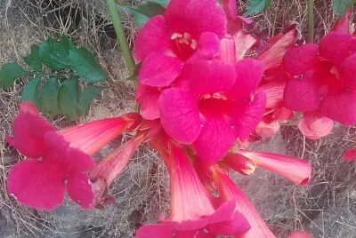 FLOWERS