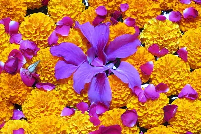 fleur inde 2