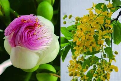 花漾