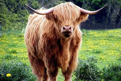 vache
