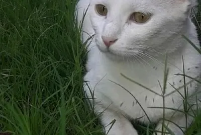 Mi gatita Luna en el cesped
