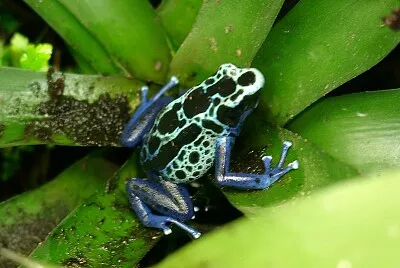 Dyeing dart frog