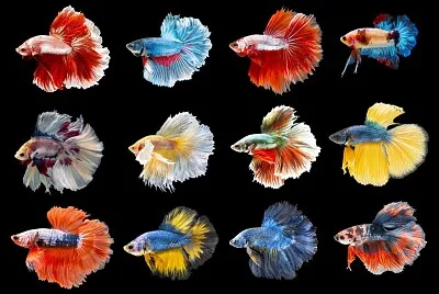 פאזל של colorful betta fish
