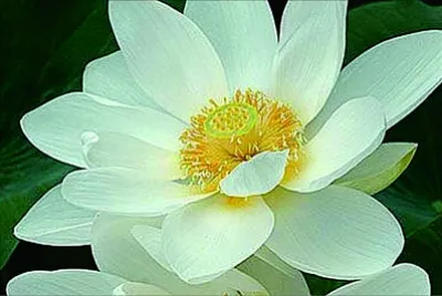 花漾