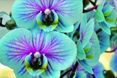 花漾