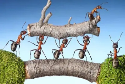trabajo en equipo