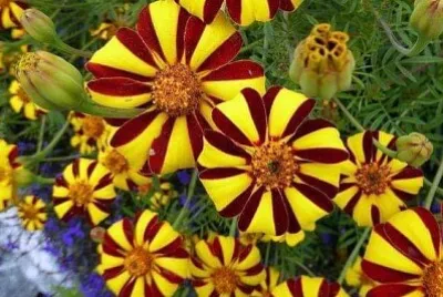 花漾