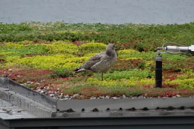 פאזל של Petit grand goéland