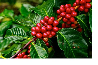 planta de café