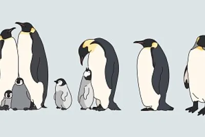 Pingüinos
