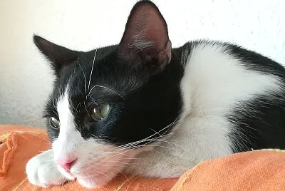 Mulán pensando