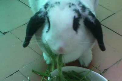 Leeloo