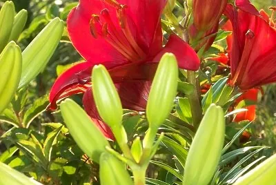 Flower