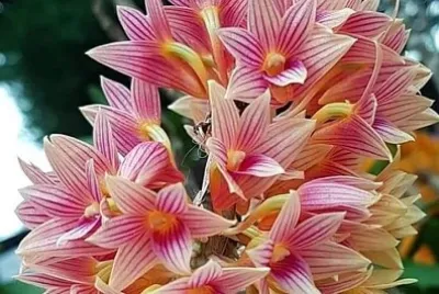 花漾