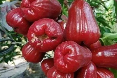 果樹