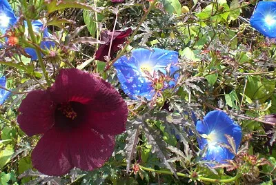 Malva Rosa