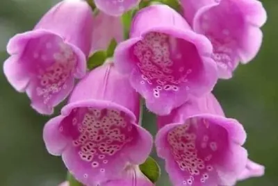 花漾