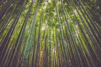 Nature jigsaw puzzle
