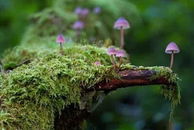 Nature jigsaw puzzle