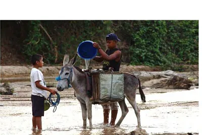 burro