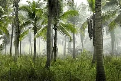 Nature jigsaw puzzle