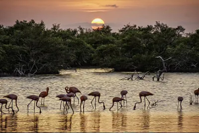 Sunset with Flamingos