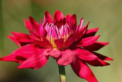 Foto jigsaw puzzle