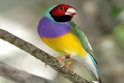 Foto
