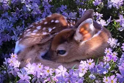 Fawn among flowers