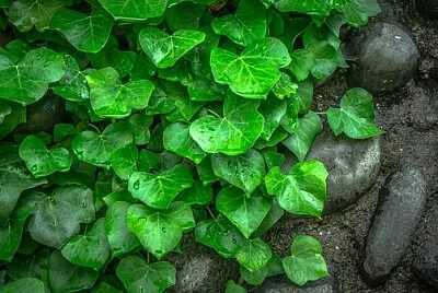 Foto jigsaw puzzle