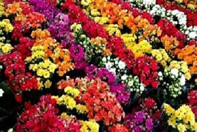Foto jigsaw puzzle