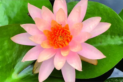 花漾